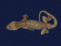 藏品(鉛山壁虎)的圖片